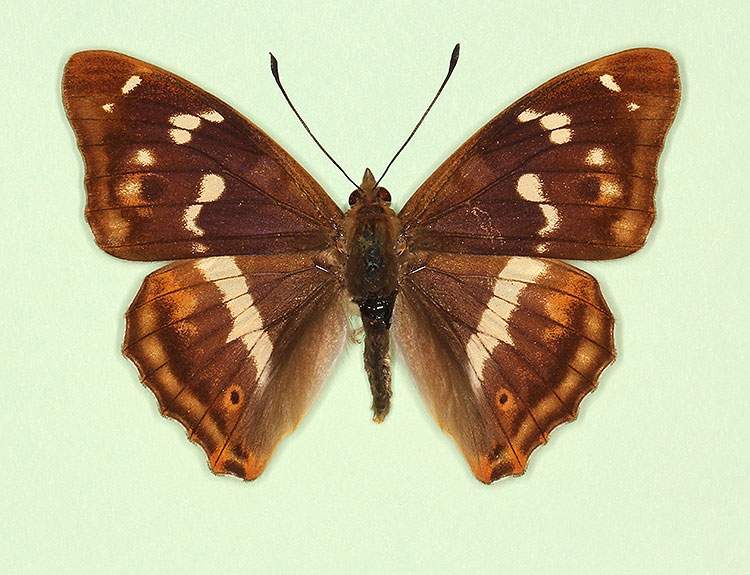 Apatura iris male (aberrant form atava) (Internet Image property of respective owner, non-commercial use only)